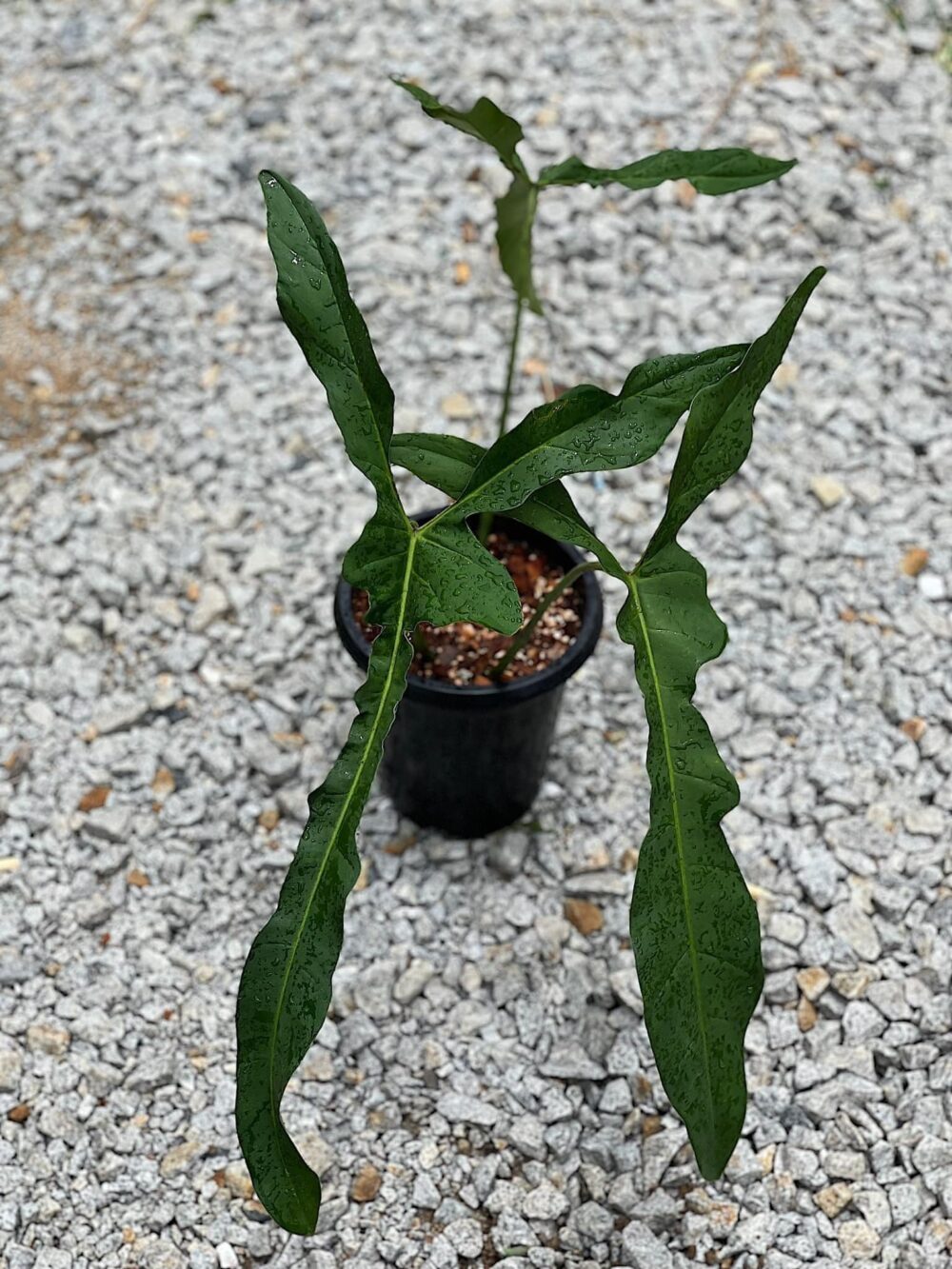 Philodendron longilobatum