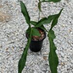 Philodendron longilobatum