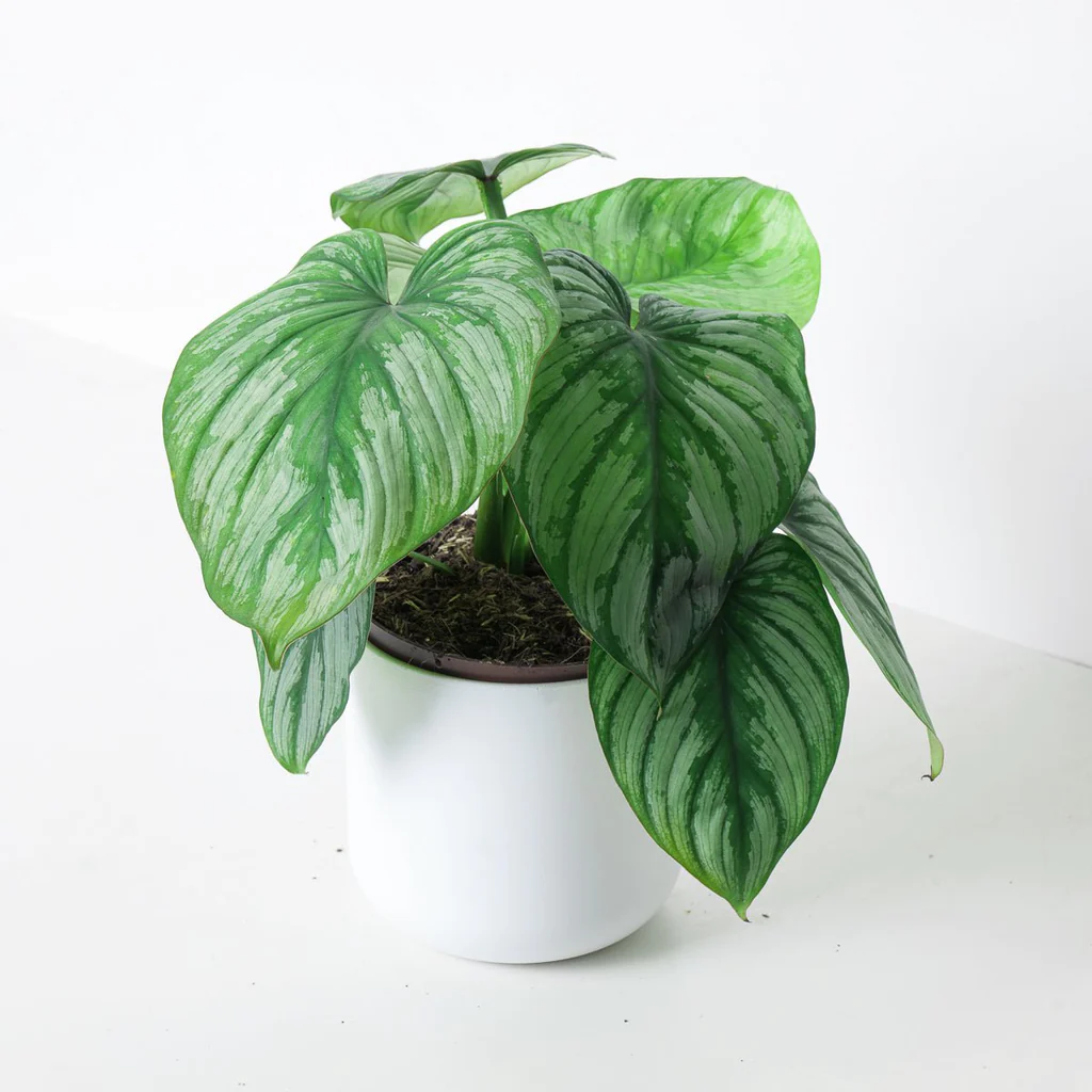 Philodendron mamei Silver Cloud