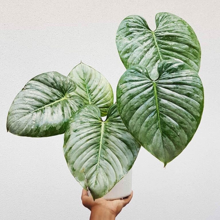 Philodendron Mamei main image 0