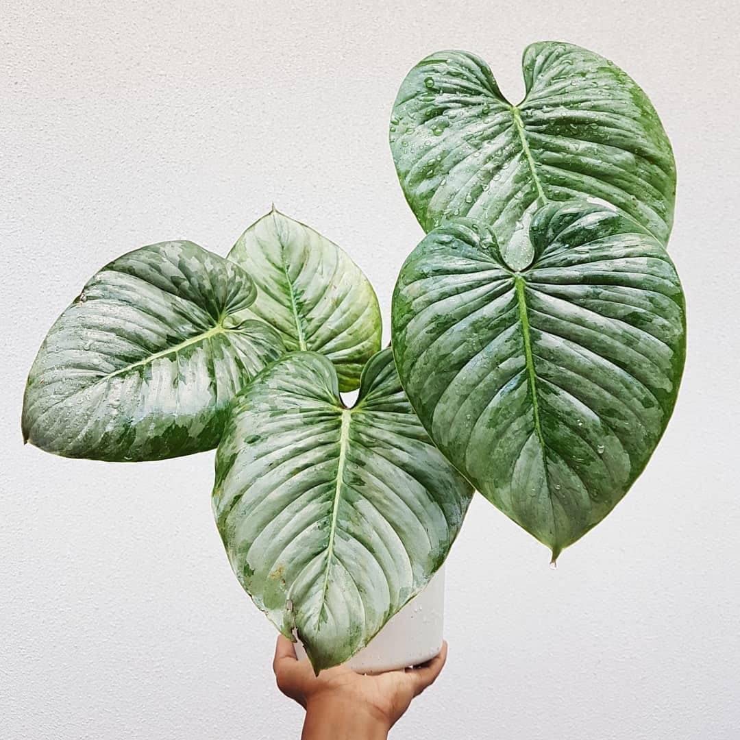 Philodendron 'Silver Cloud' - Quilted Silver Leaf Philodendron