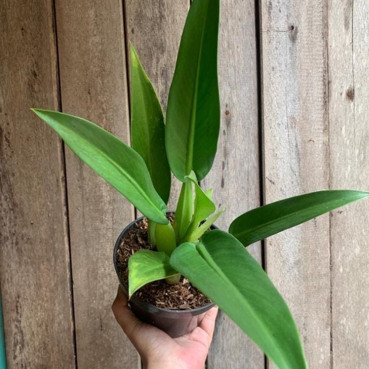 Philodendron martianum