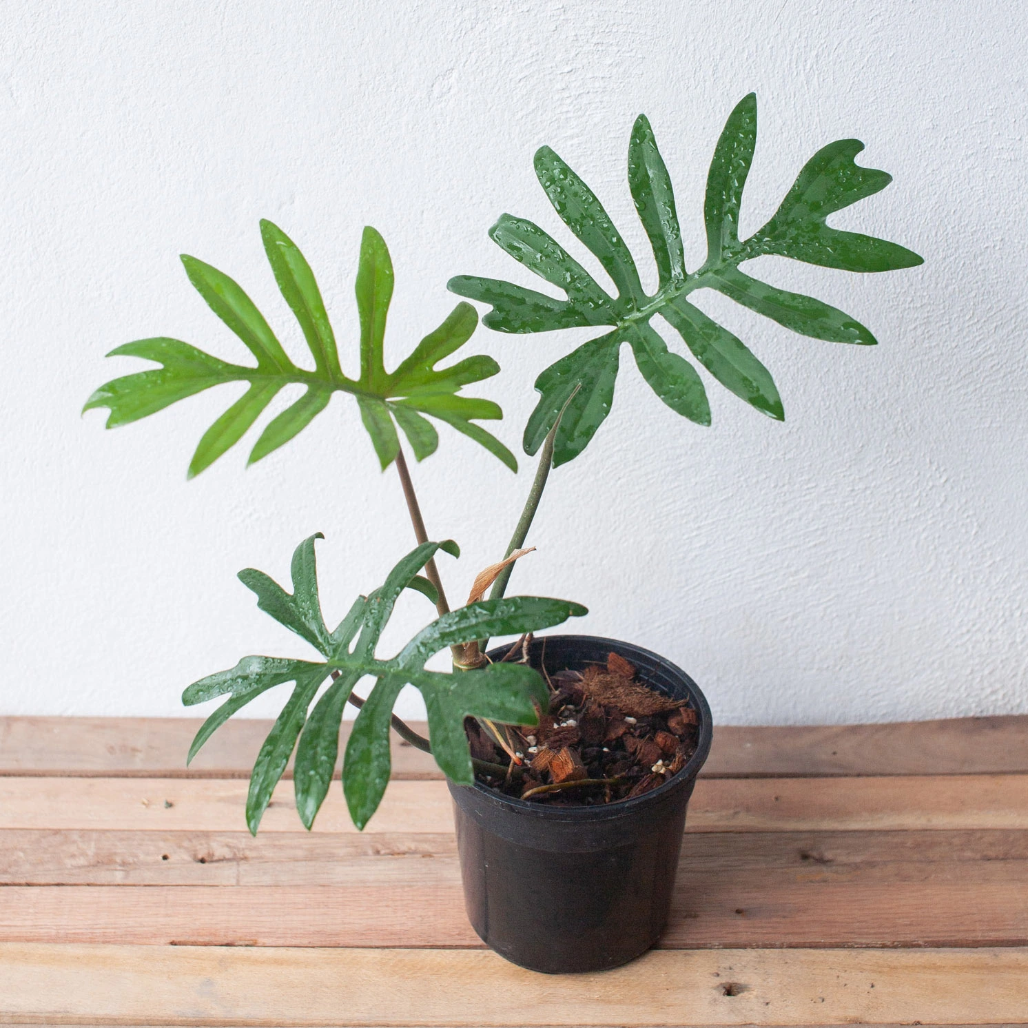 Smaller Philodendron mayoi plant showing several stages of deeply lobed leaves