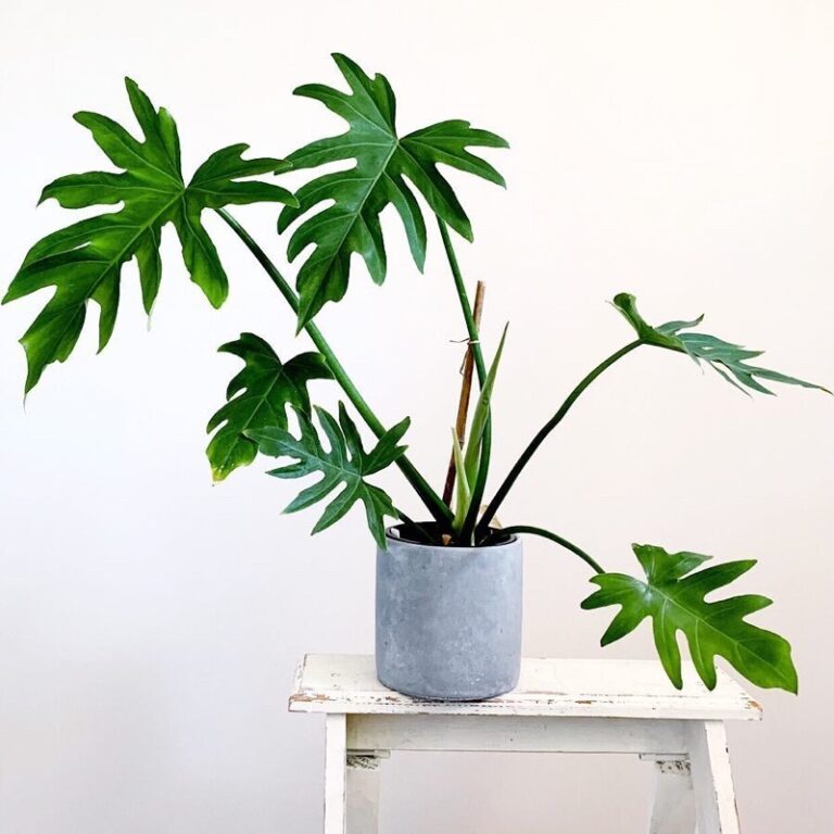 7 Must Know Tips For Thriving Philodendron Mayoi Plants