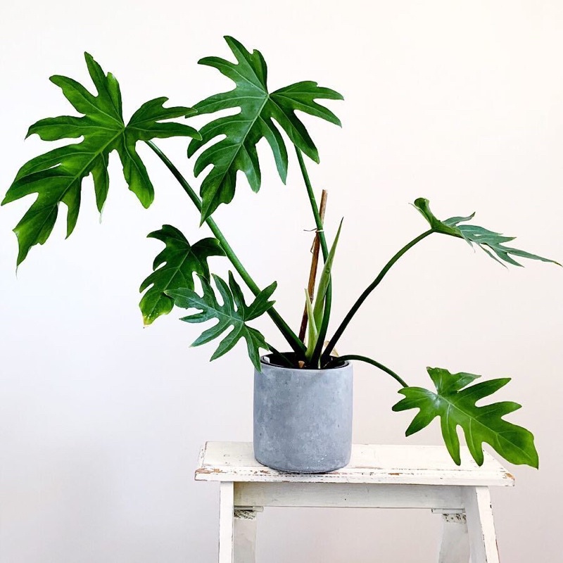 Philodendron mayoi