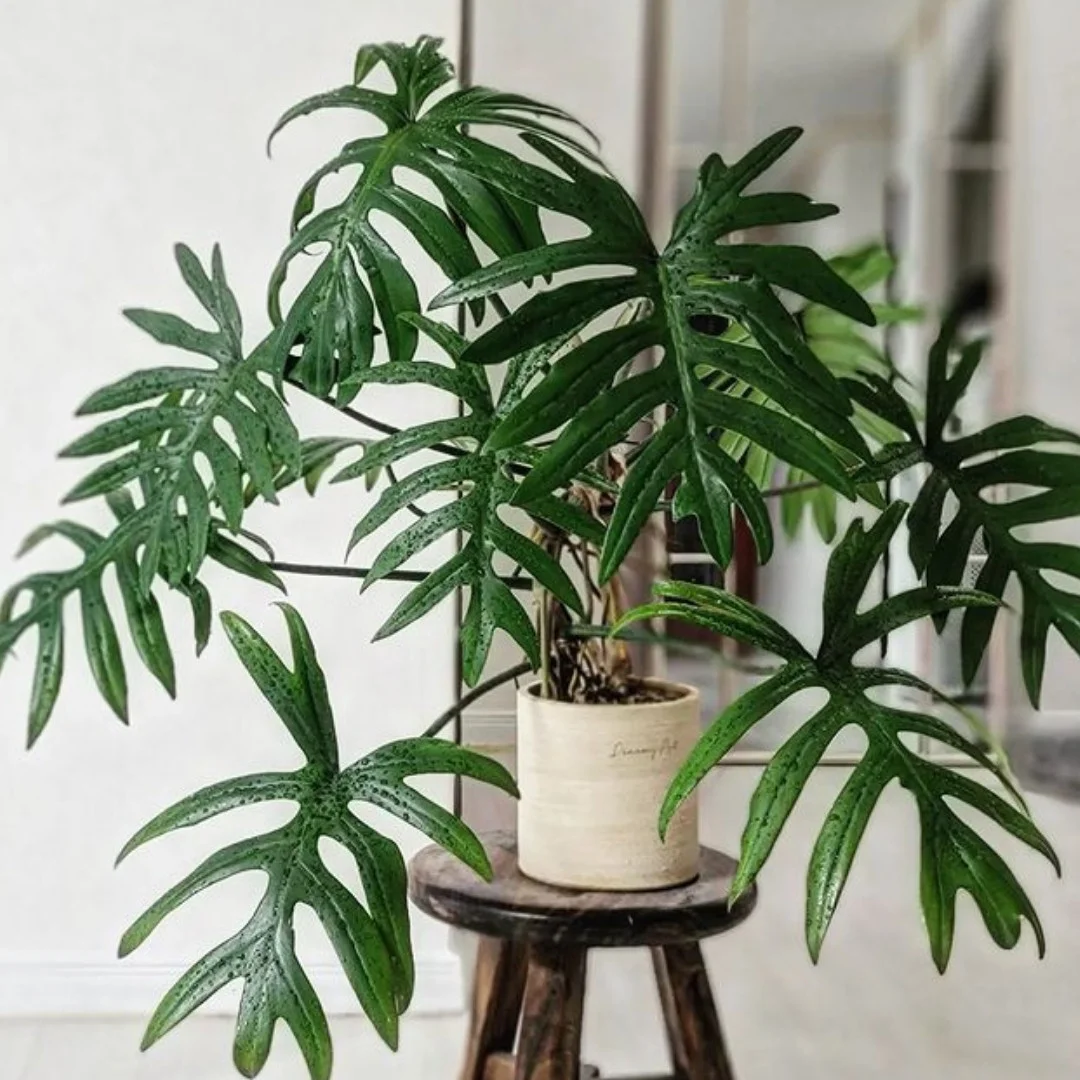 Philodendron mayoi