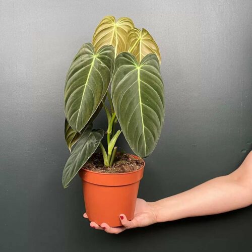 Philodendron Melanochrysum Pflege