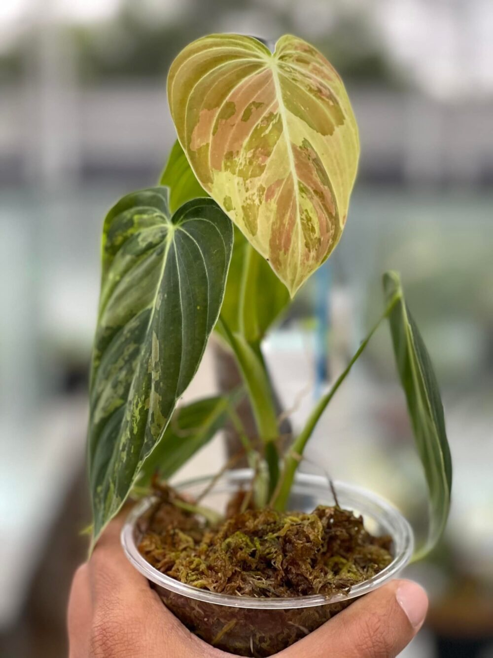 Philodendron melanochrysum Variegated