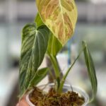 Philodendron melanochrysum Variegated