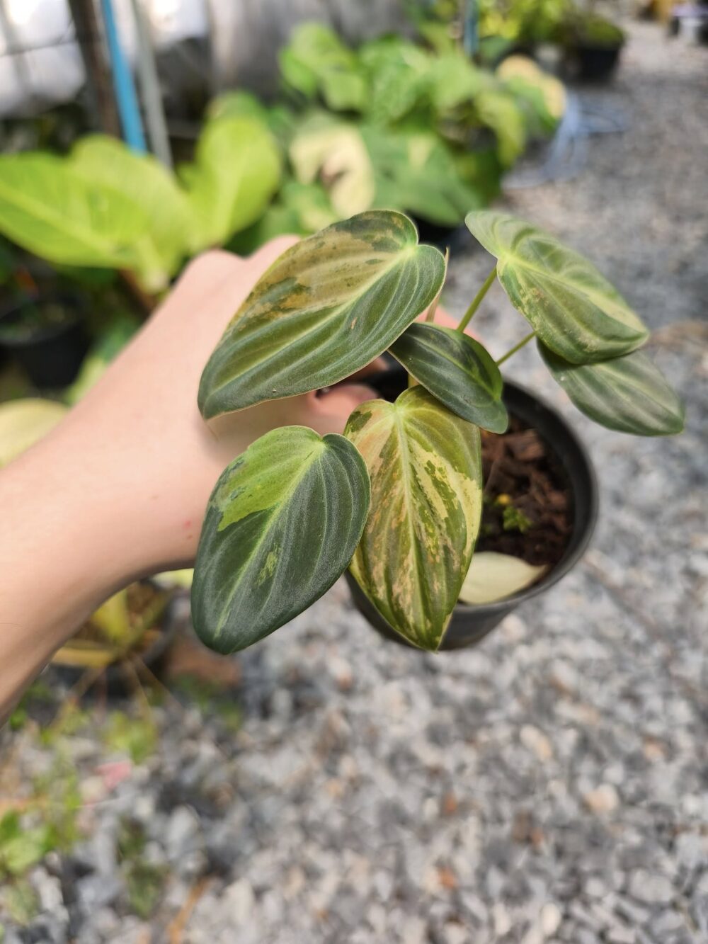 Philodendron Melanochrysum Variegated | Philodendron Melano Variegated - Image 3