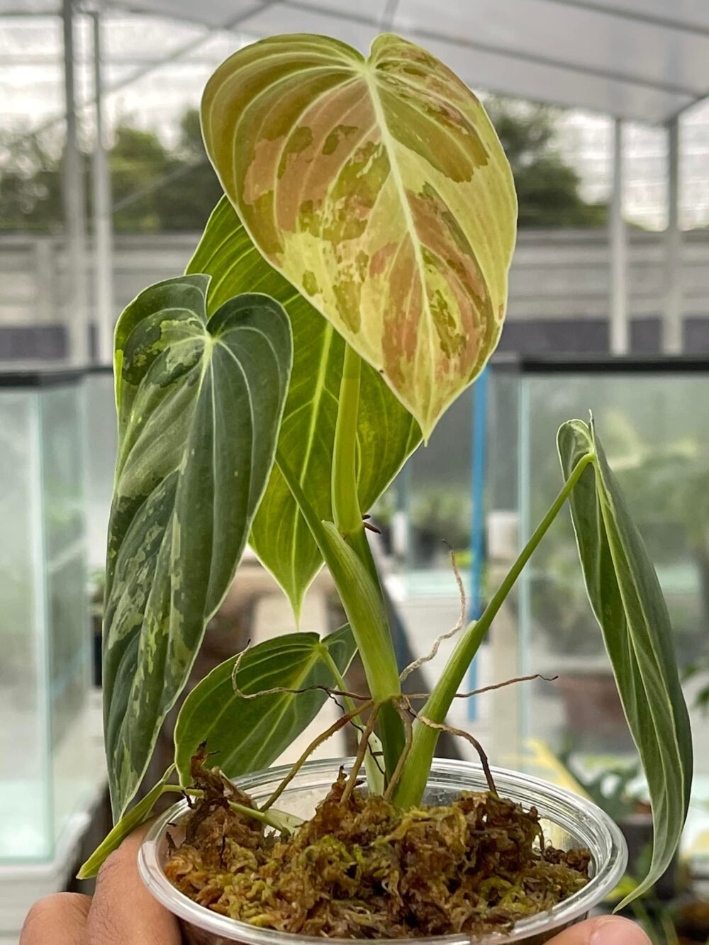 Philodendron Melanochrysum Variegated | Philodendron Melano Variegated - Image 4