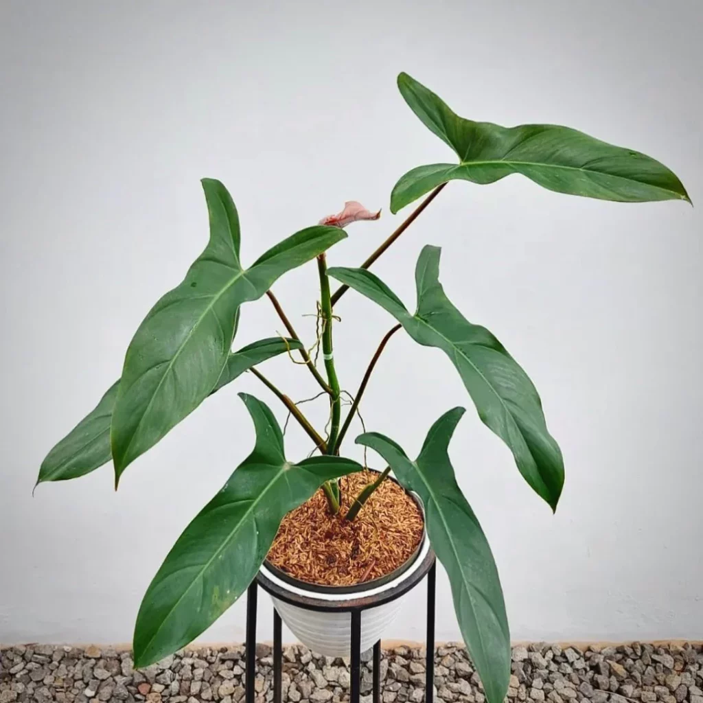 Philodendron mexicanum: A Comprehensive Guide to Care and Cultivation