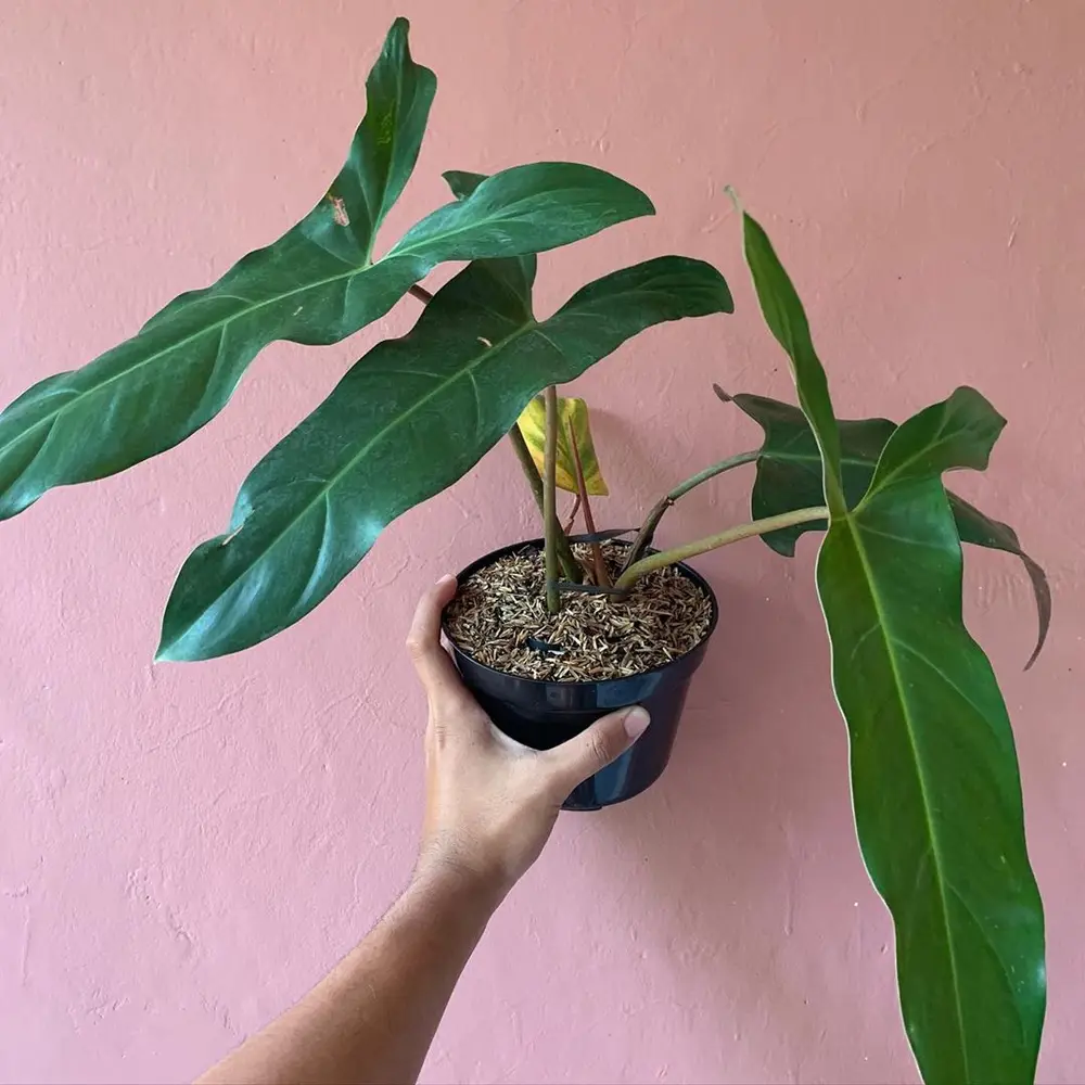 Philodendron mexicanum