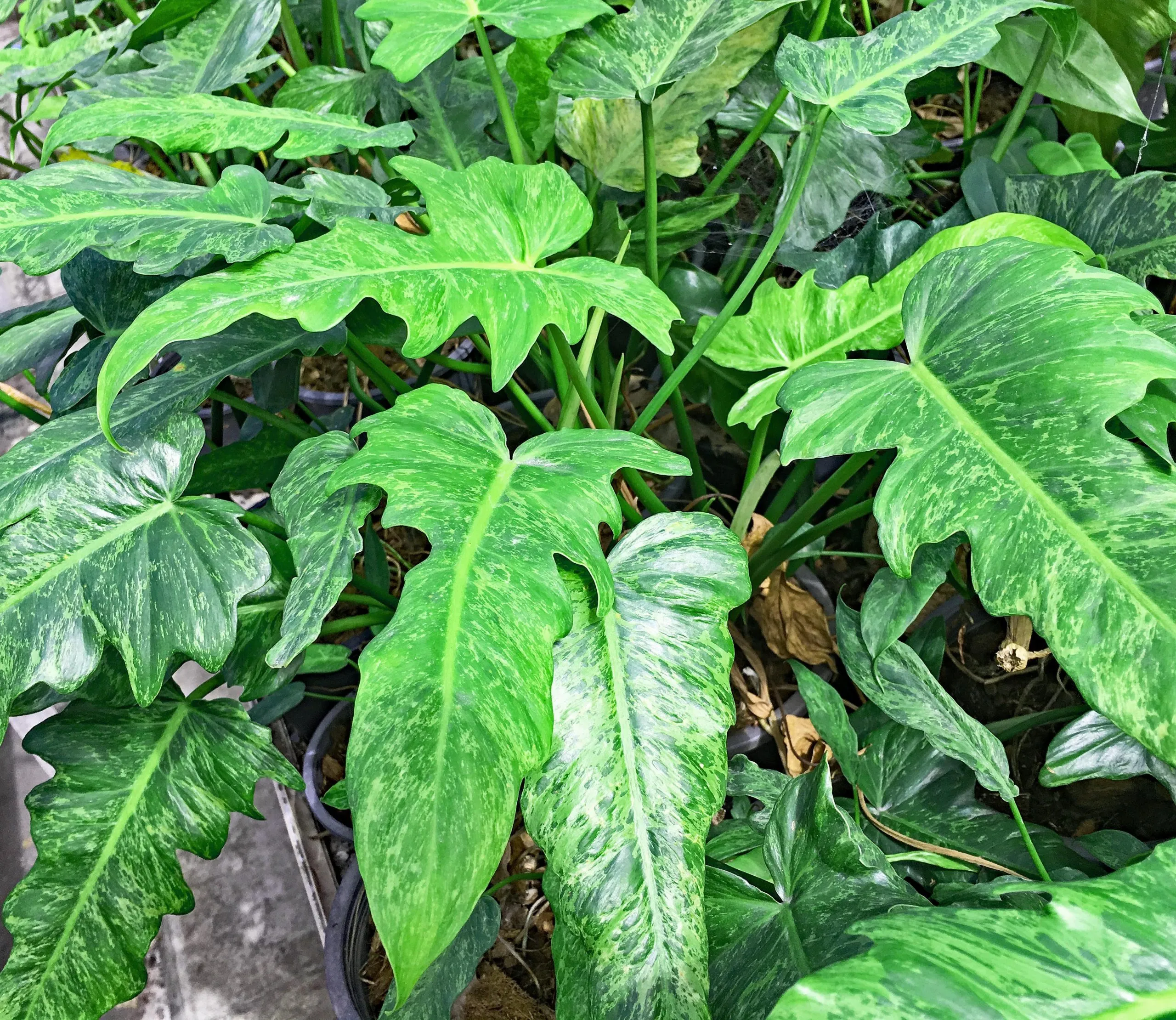 Philodendron minarum lime fiddle