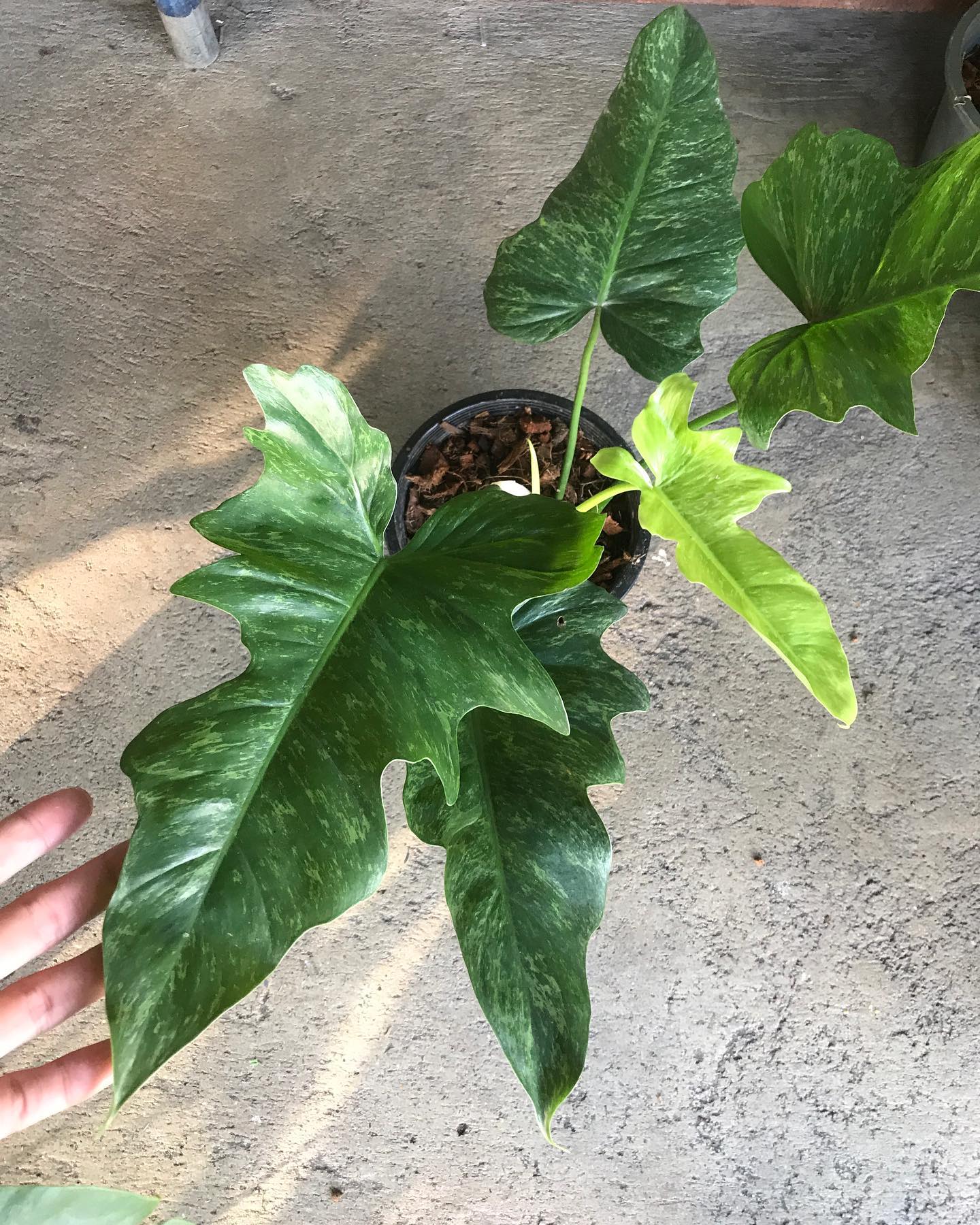 Philodendron minarum lime fiddle