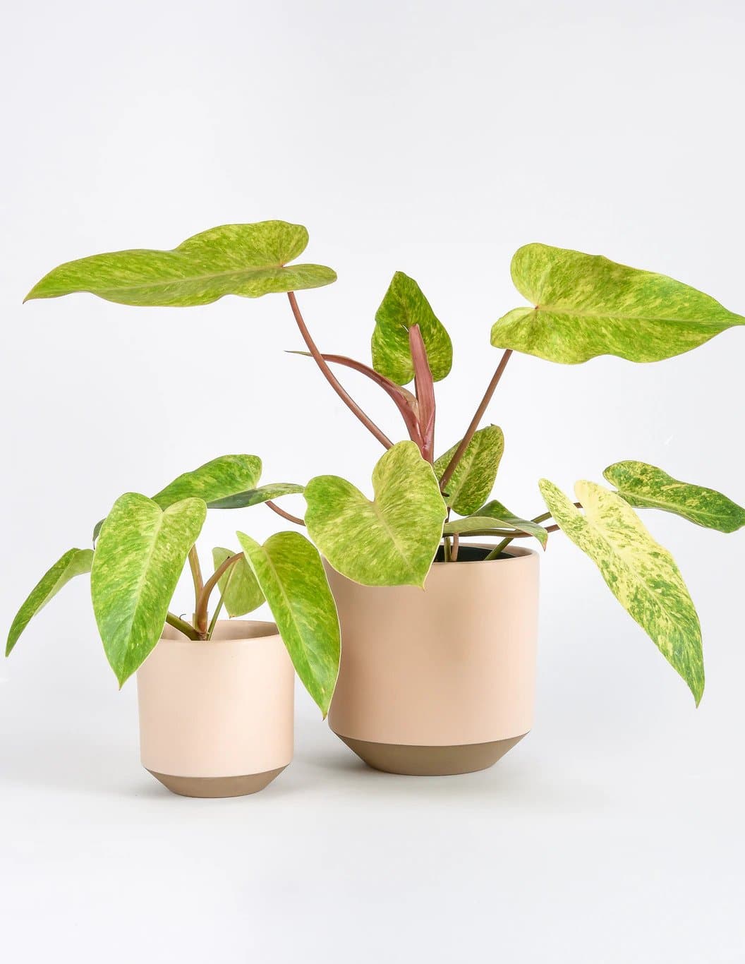6 Mistakes to Avoid with Your Philodendron Painted Lady