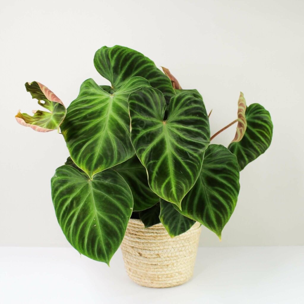 7 Simple Steps to Master Philodendron Verrucosum Care