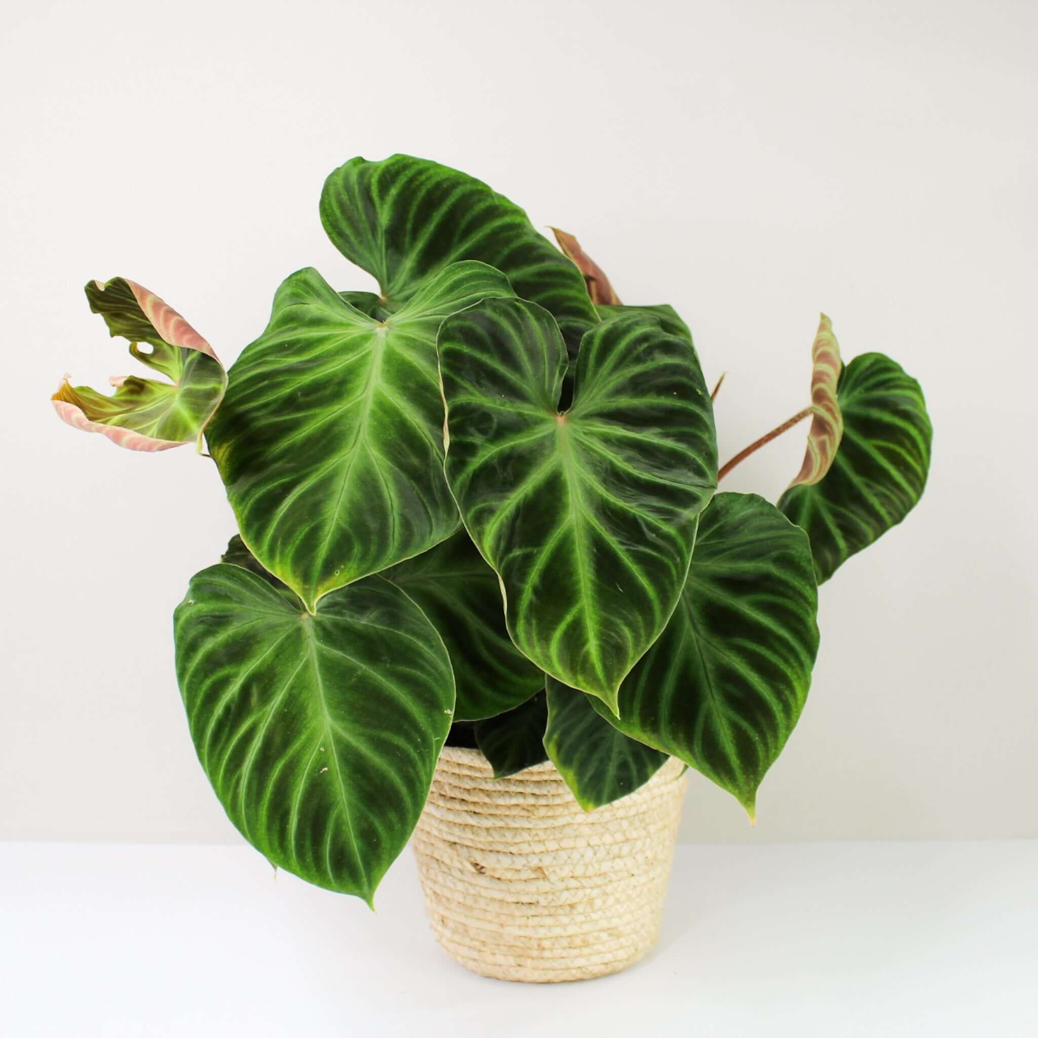 Philodendron verrucosum