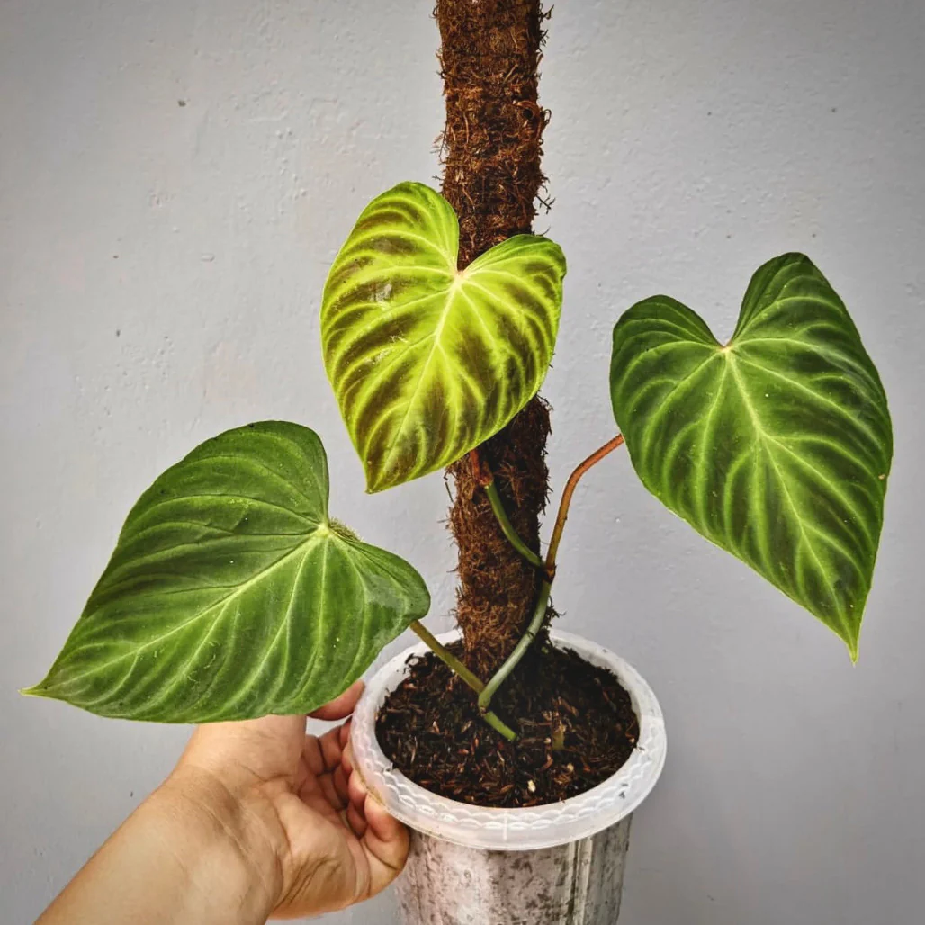 Philodendron verrucosum