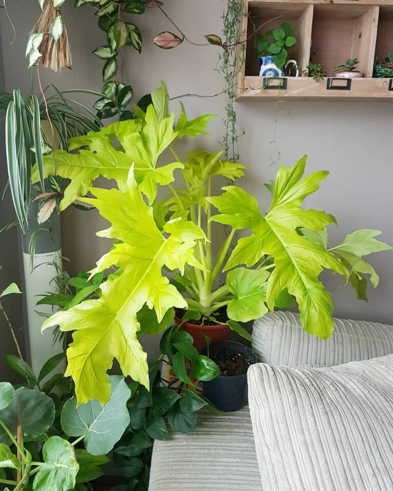 Philodendron warszewiczii flavum