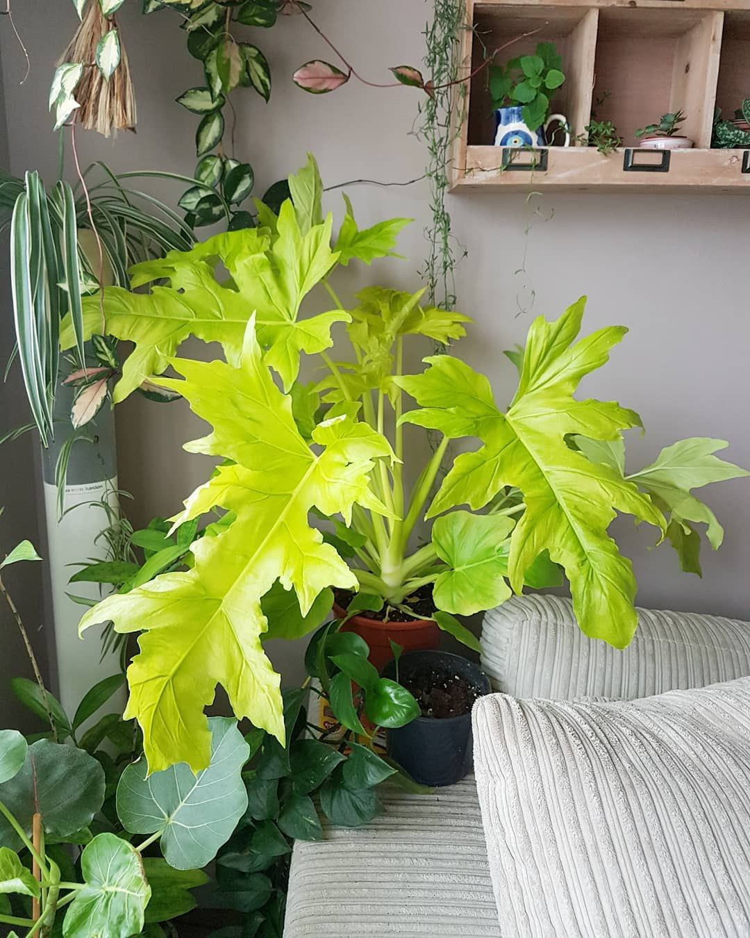 Philodendron warszewiczii flavum