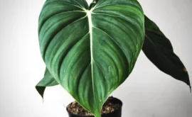 Philodendron McDowell: A Comprehensive Guide
