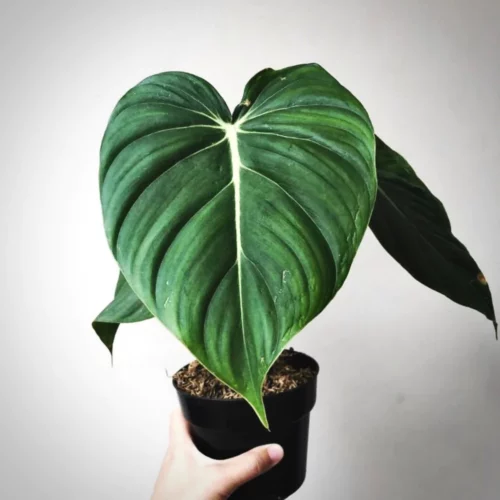 Philodendron McDowell