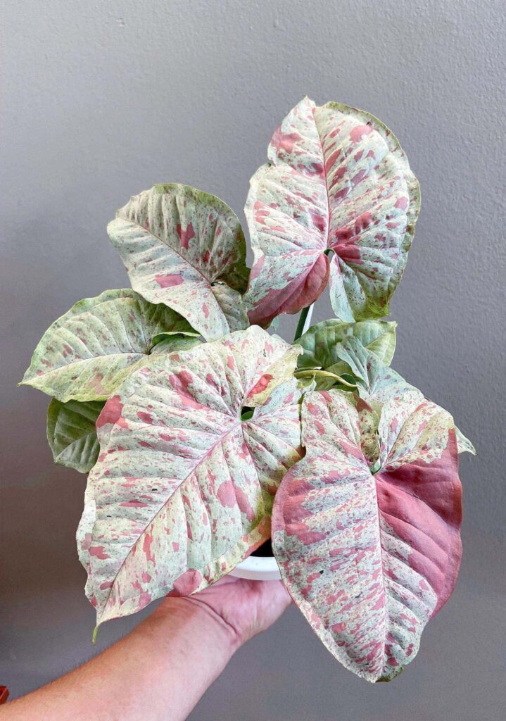 Syngonium Milk Confetti