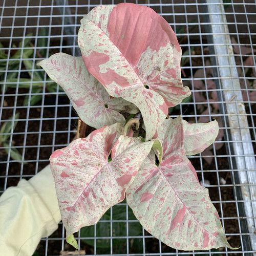 Syngonium Milk Confetti Guide Care, Propagation & Troubleshooting