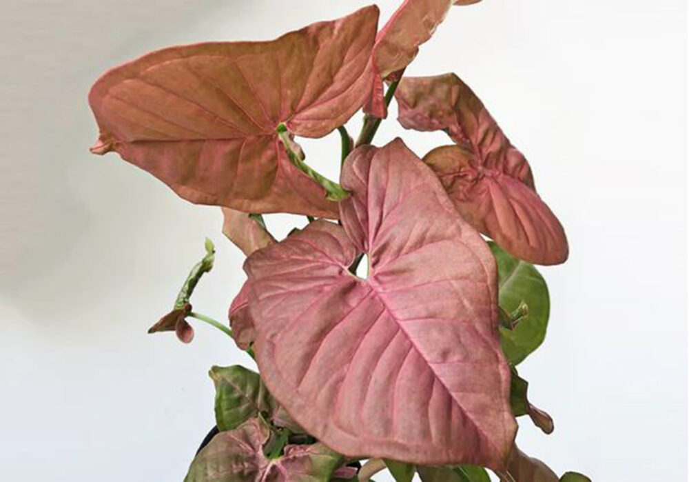 Syngonium Pink Tissue Culture