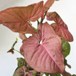 Syngonium Pink Tissue Culture