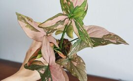 Unveiling the Charm of Syngonium Pink Splash: Care Guide