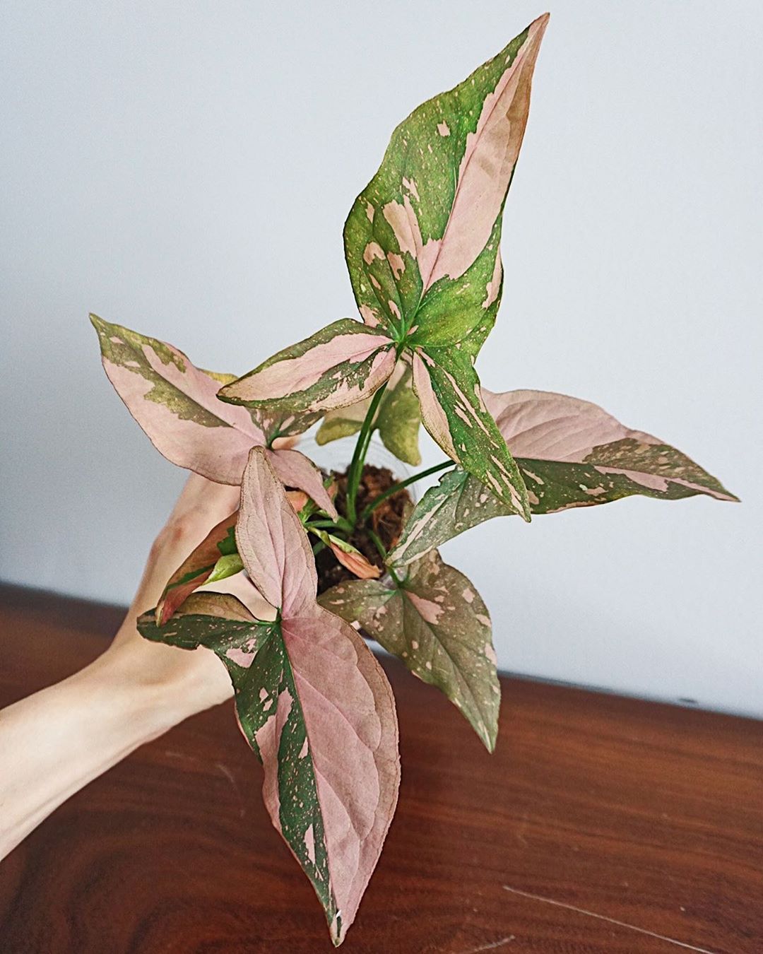 https://greenboog.com/wp-content/uploads/2023/05/Syngonium-Pink-Splash.jpeg?utm_source=chatgpt.com