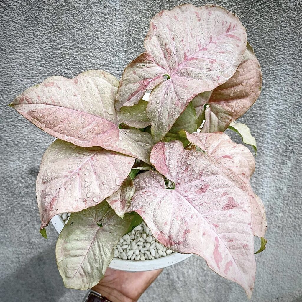 Syngonium Pink Spot: A Guide to Care and Maintenance