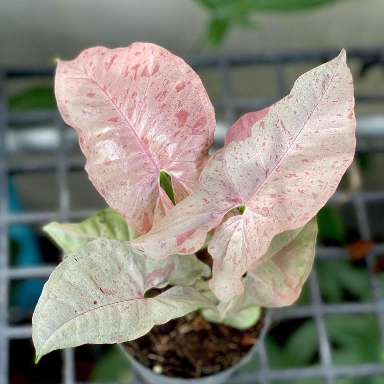 https://greenboog.com/wp-content/uploads/2023/05/Syngonium-Pink-Spot-3.jpeg?utm_source=chatgpt.com