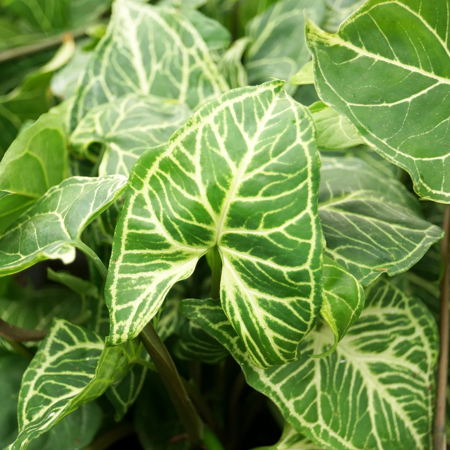 Syngonium Podophyllum Batik