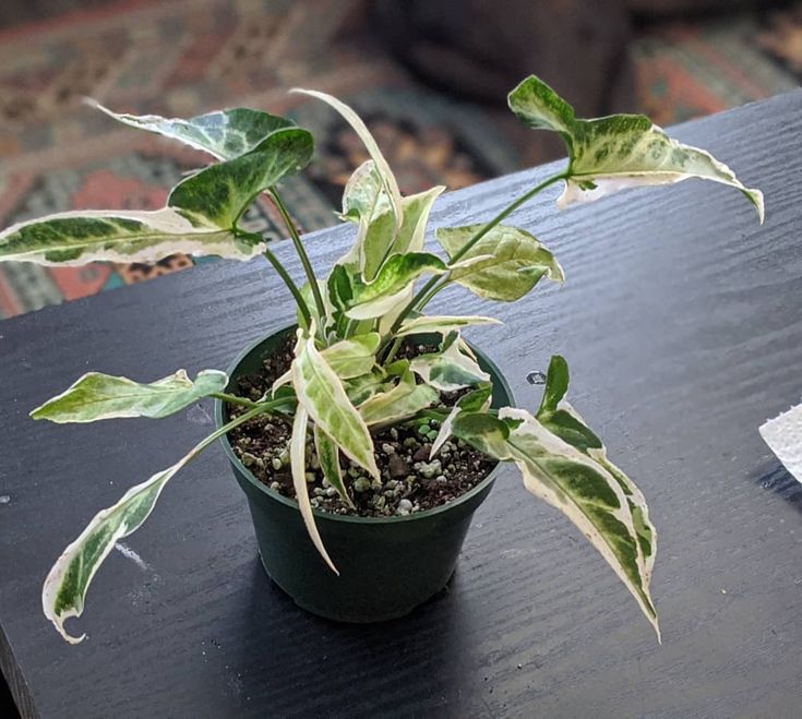 Syngonium Starlite Variegated