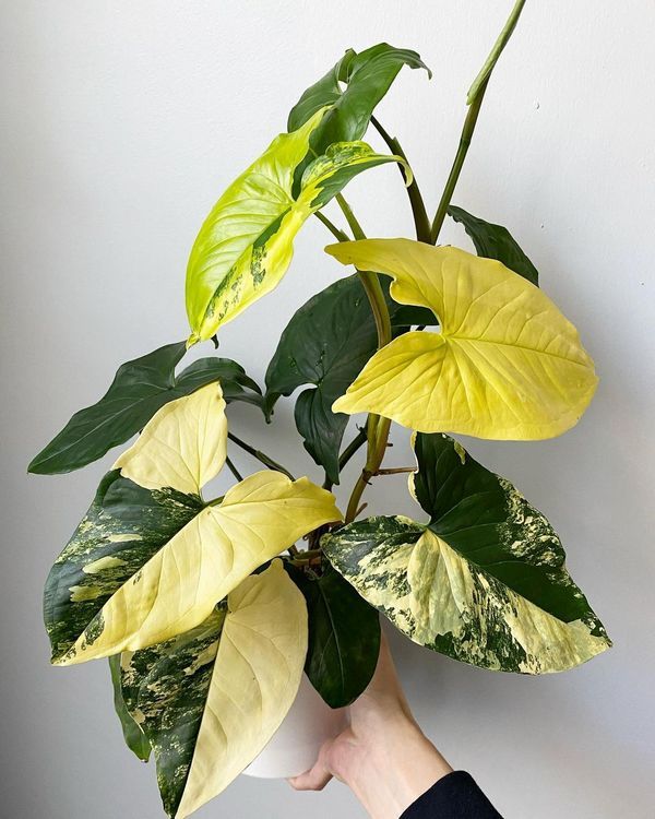 Syngonium aurea variegated