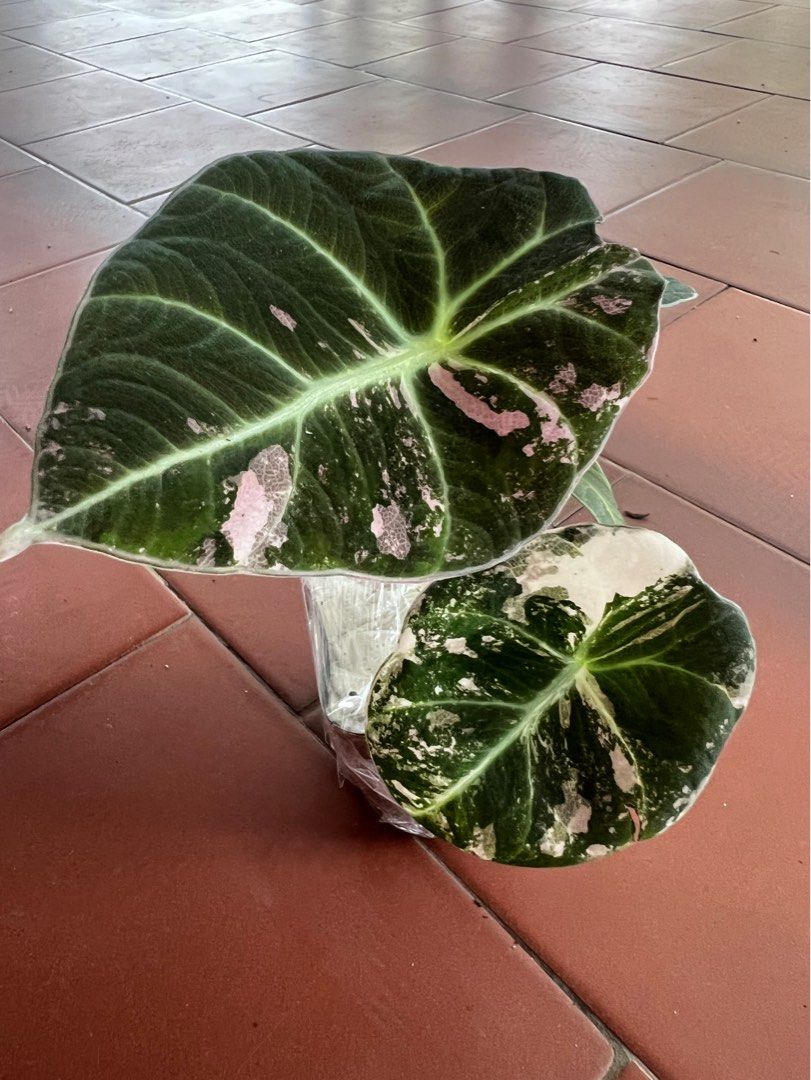 5 Must-Know Tips for Growing Alocasia Black Velvet Variegated