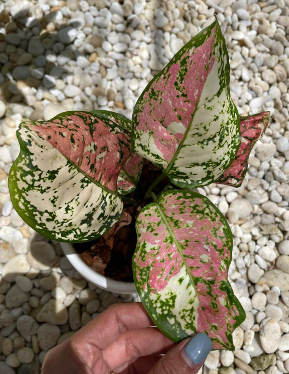 Aglaonema sp. tricolor anyamanee Tissue Culture