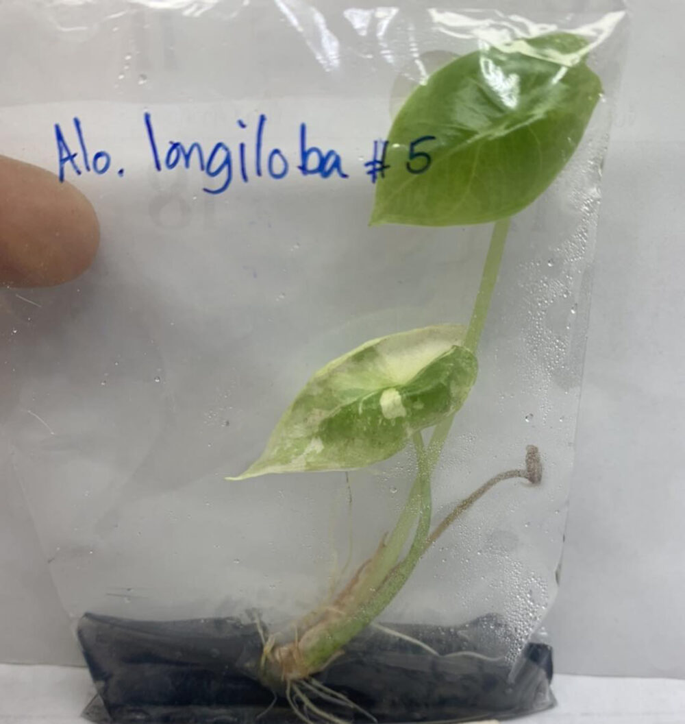 alocasia longiloba variegated tissue culture