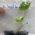 alocasia longiloba variegated tissue culture