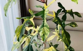 Philodendron Florida Beauty Variegated: A Complete Guide