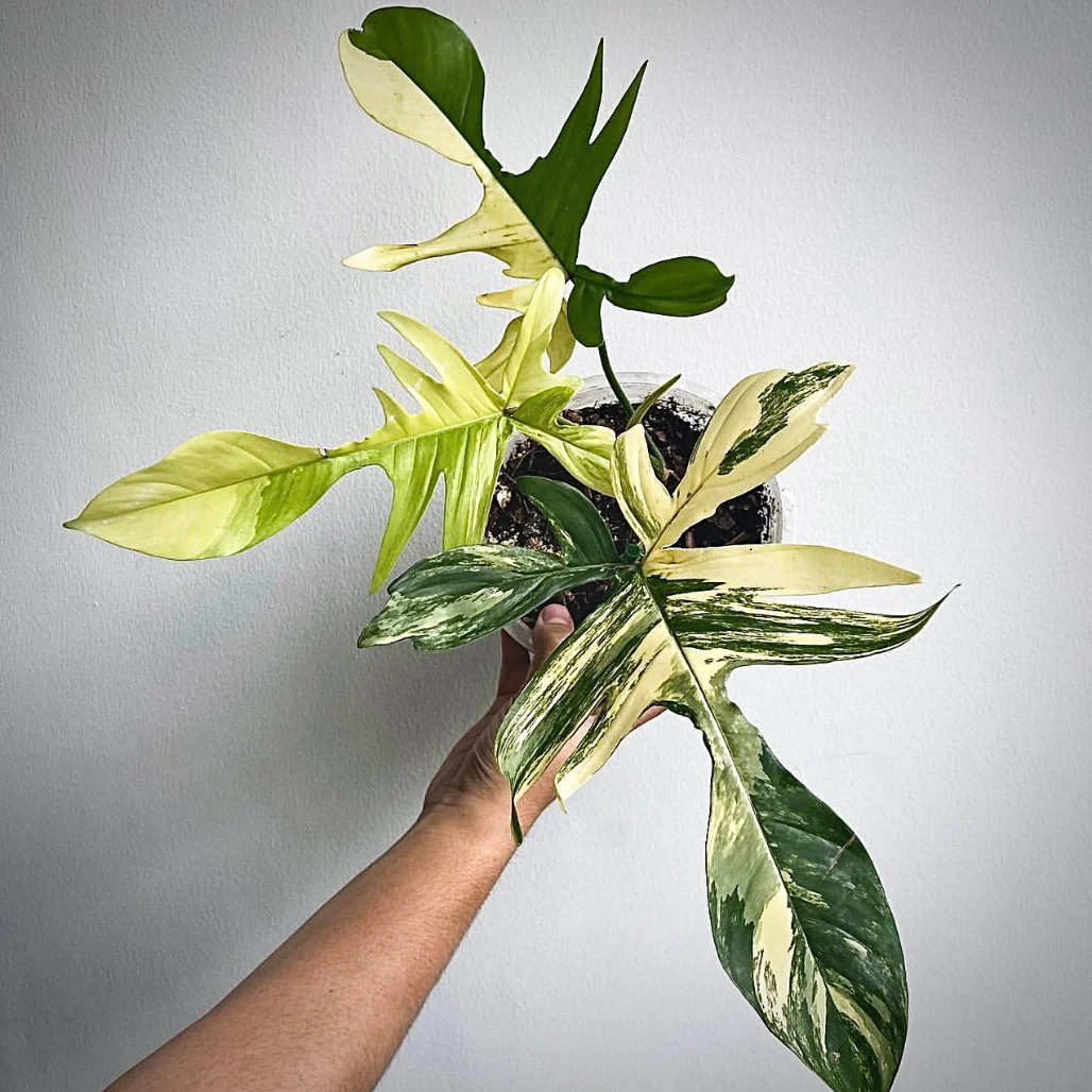 6 Must-Know Tips for Philodendron Florida Beauty Variegated Care