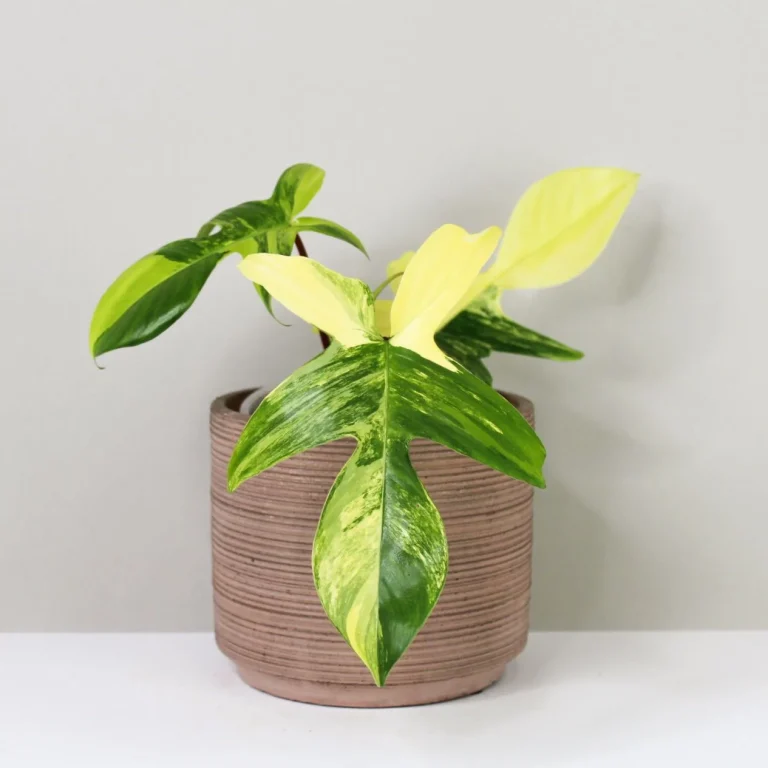 philodendron florida beauty variegated