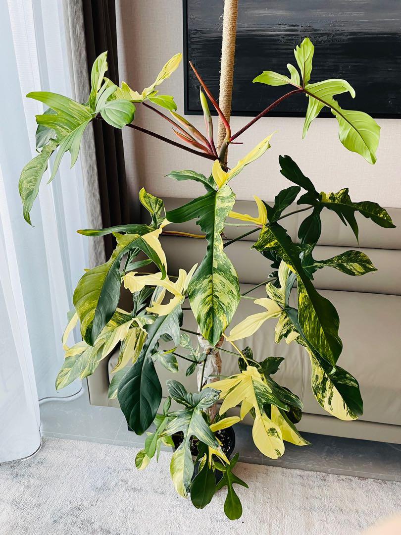 特別販売Philodendron　’Florida Beauty variegata’ フィロデンドロン フロリダビューティ バリエガータ その他