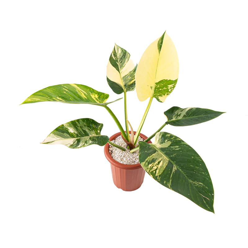 Philodendron Green Congo Variegated Complete Care Guide & Tips