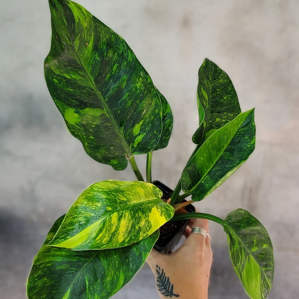 Philodendron Congo Green