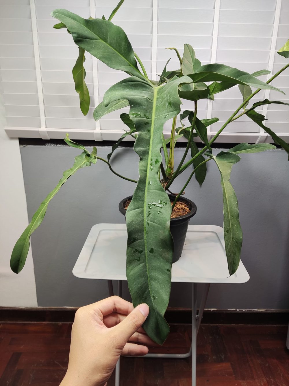 Philodendron longilobatum