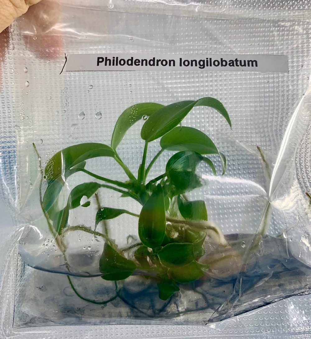 Philodendron longilobatum lelano miyano Tissue Culture